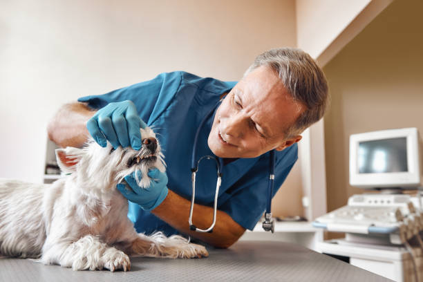 Best Emergency Root Canal Treatment in Eagle Lake, MN
